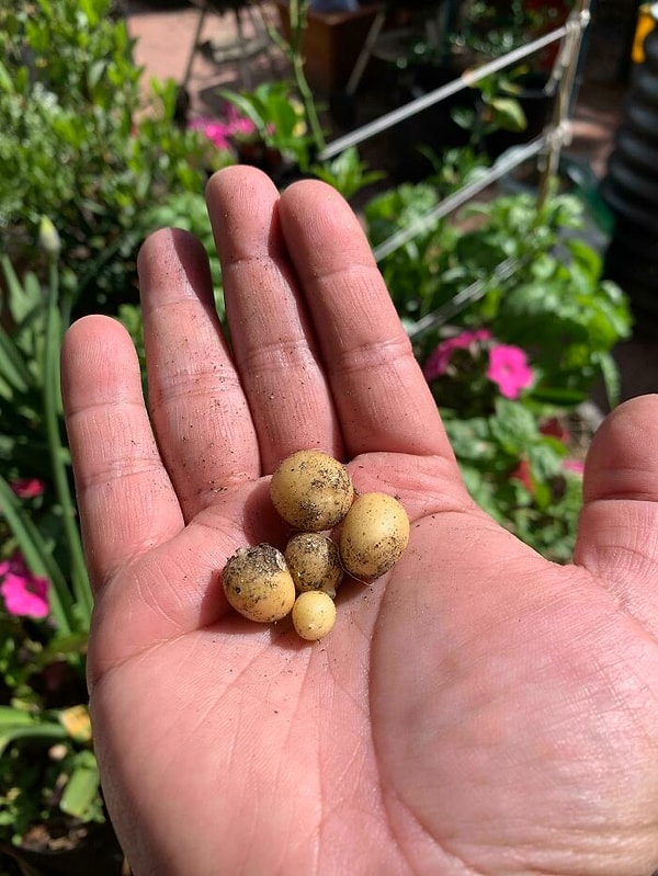 На ужин у нас картошка!