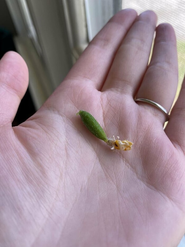 Угадайте, что сегодня будет в моем салате