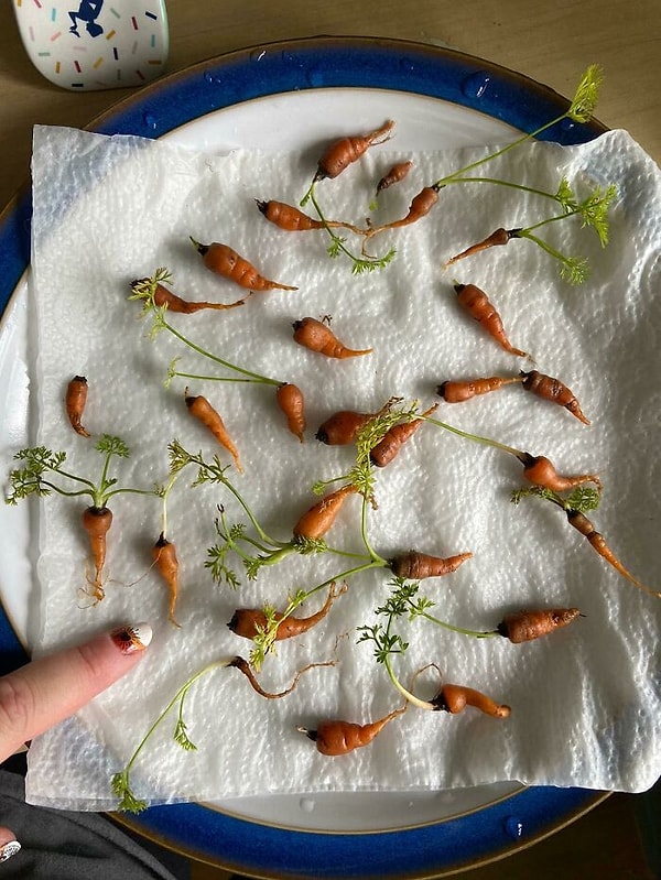 Такой обильный урожай, что мне придется раздать немного семье и друзьям