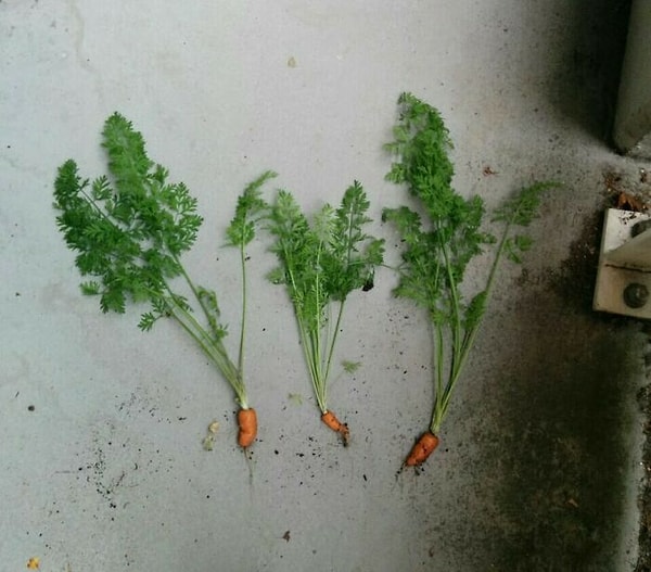 Месяцы упорного труда были не впустую