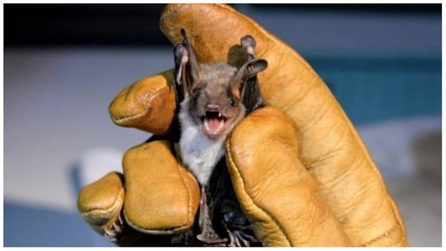 Yarasalardan Bula�an Yeni Bir Salg�n Kap�da Olabilir