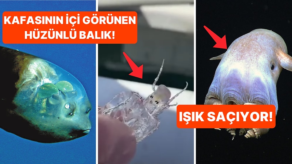 Futbol Balığından Gizemli Şeffaf Yaratığa! Son Yıllarda Keşfedilen 10 Korkunç Deniz Canlısı