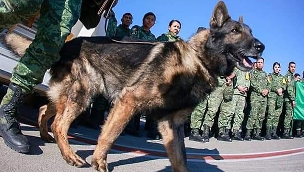 Dünyanın bir ucundan, Meksika'dan Adıyaman'a gelerek canlarımızı kurtaran arama-kurtarma köpeği Proteo'yu kaybettik.