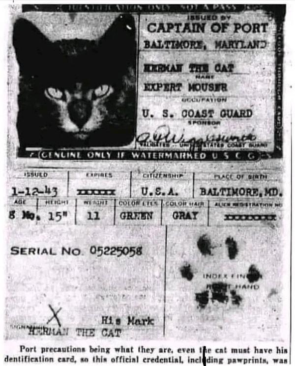 8. Fareleri yakalaması için gemiye alınan kedinin pasaportu 😍