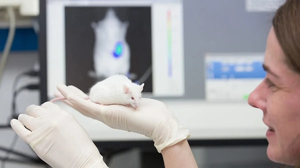 Araştırmacılar, vücutlarının fiziksel aktiviteye nasıl tepki verdiğini görmek için her iki fare grubunda da yağ metabolizması için biyolojik süreçleri ve çeşitli belirteçleri analiz ettiler.