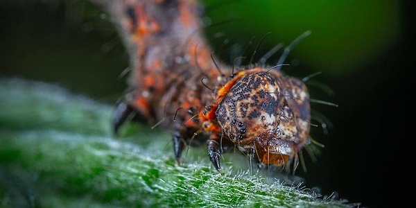 Larva Nedir?