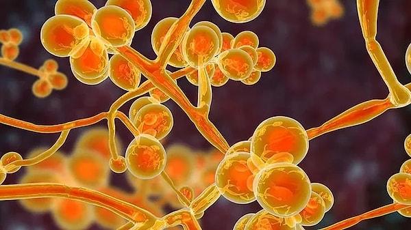 Another potentially dangerous fungus mentioned by the World Health Organization report is the fungus "Candida auris".