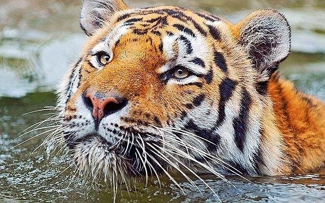 16. This is the first time you will hear this fact about tigers from us!
