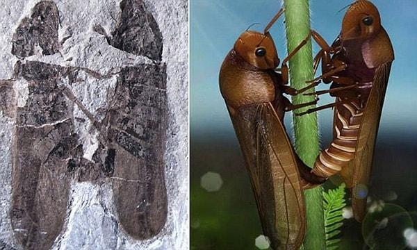 9. 165 milyon yıl önce cinsel ilişki yaşarken fosilleşen iki böcek👇