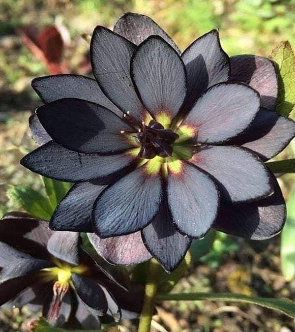 17. Siyah lotus çiçeği👇