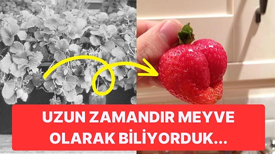 Bir Yaşımıza Daha Girdik: Faydaları Saymakla Bitmeyen Çileğin Üzerindeki Beyaz Noktalar Aslında Nedir?