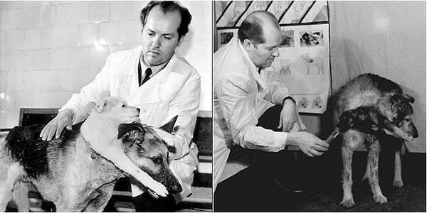 4. 1959'da bir köpek yavrusunun kafasını, ön ayaklarıyla birlikte yetişkin bir köpeğe naklederek çift başlı köpek yapıldı.