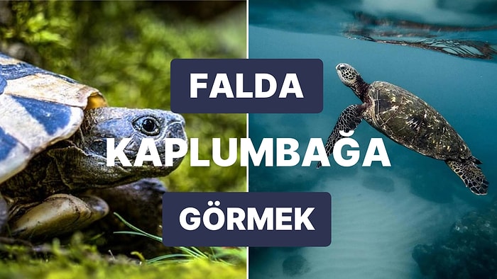 Falda Kaplumbağa Görmek Ne Anlama Gelir? Hayallerinize Ulaşmanıza Daha Ne Kadar Var?