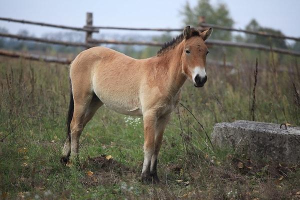 Nesli tükenmekte olan bir at türü Çernobil sebebiyle yeniden normale döndü.