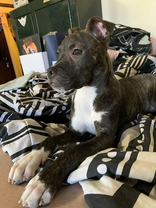 12. Настоящий царь на троне: