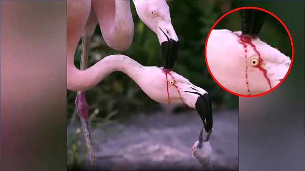 Ancak bu görüntü gerçeği yansıtmıyor. Bu iki flamingo hem ebeveyn hem de aynı anda yavrularını beslemeye çalışıyorlar.
