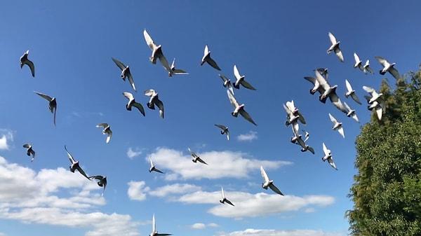 Depremi önceden hisseden kuşların ise çember şeklinde ve sürü halinde uçtukları gözlemlendi.