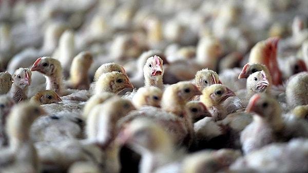 Bloomberg HT'de yayımlanan habere göre, 20 Ocak'tan bu yana yaklaşık 6,5 milyon kanatlı hayvan itlaf edildi.