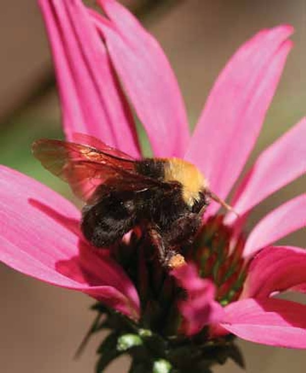 11. Bombus franklini