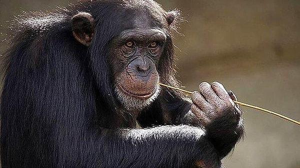 7. Şempanzeler