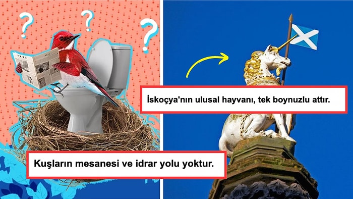 Öğrendiğinizde Genel Kültür Seviyenizi Allahuekber Dağlarına Çıkaracak 15 İlginç Bilgi