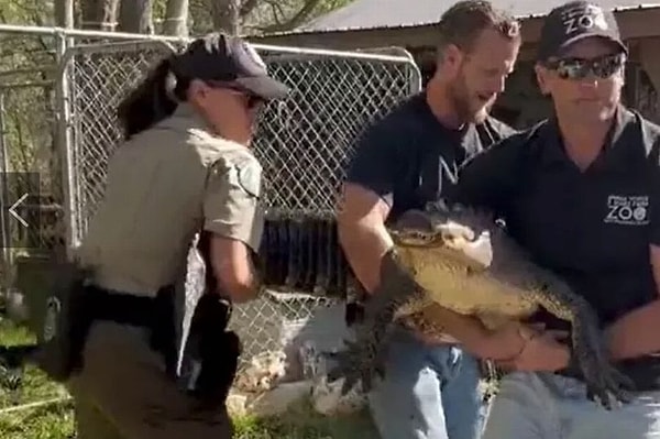 Yaklaşık olarak 2.5 metre uzunluğundaki timsah, Texas Parks and Wildlife yetkilileri tarafından kadının arka bahçesinde bulundu.