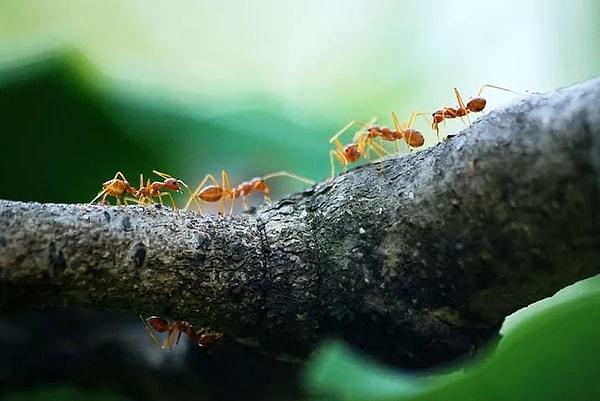 'Let's take ants for example. They are at least as successful as us or more successful than us. There are many more ants in the world than humans, and they have adapted very well to where they live.'