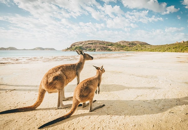 20. Столица Австралии?