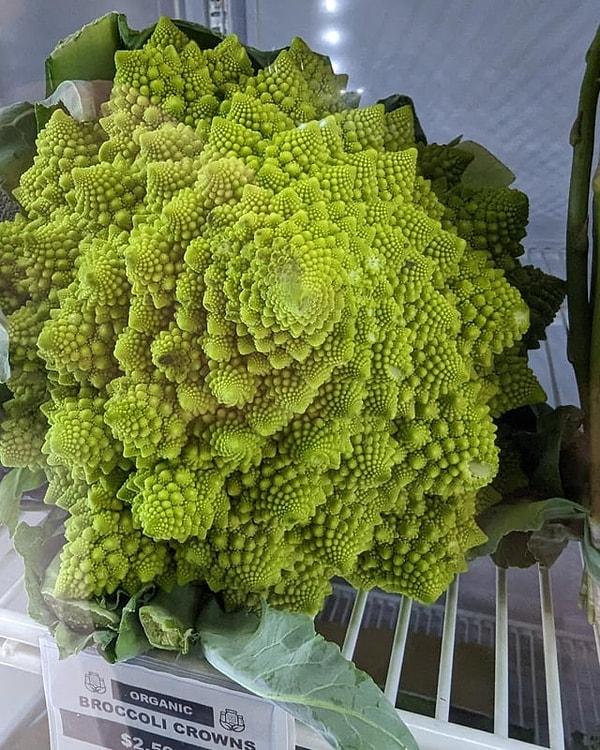 15. Büyümeye yeni yeni başlamış bir brokoli!