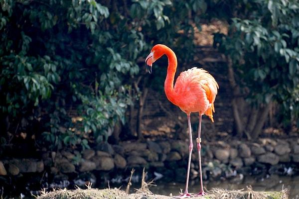 7. Büyük flamingo - 60 yıl