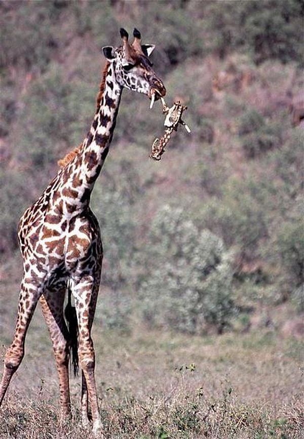 7. Zürafalar, vücutlarında kalsiyum azaldığında hayvan kemiklerini kemirir.