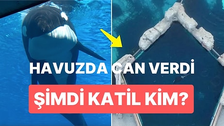 Katil Kim? 47 Yaşındaki Balina 'Kiska' Küçük Bir Havuzun İçinde Can Verdi!