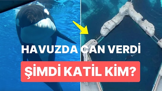 Katil Kim? 47 Yaşındaki Balina 'Kiska' Küçük Bir Havuzun İçinde Can Verdi!