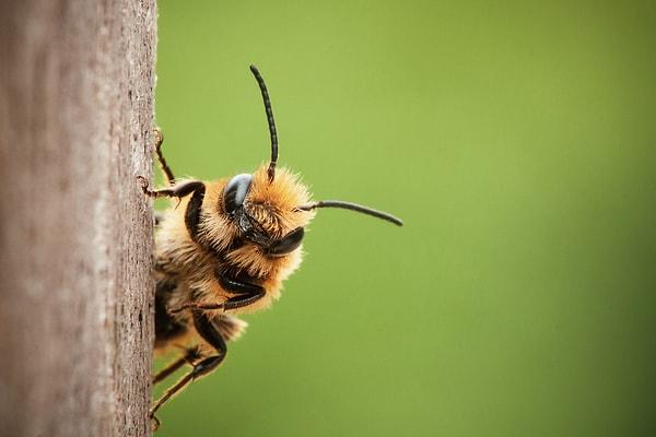Araştırmacılar şimdi çevrenin bal arılarının iletişim kurma becerileri üzerindeki rolünü araştırmak istiyorlar.