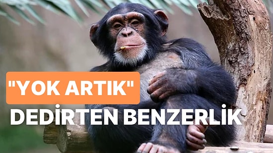 Maymunlarla Neredeyse Aynı Olan Özelliklerimiz Neler?