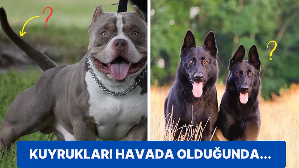 Köpek Sahipleri Buraya! Köpeğinizin Nasıl Hissettiğini Kuyruk Sallama Şeklinden Anlayabilirsiniz!