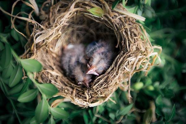 Nerdeyse bütün canlılar gibi kuşlar da enerjilerini toplamak adına uyurlar. Ancak bunun için hepsinin birbirinden farklı yeri ve uyku şekli var.