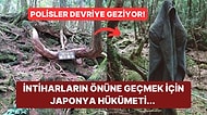 Her Yıl Yüzlerce İnsanın Hayatını Kaybettiği İntihar Ormanı Aokigahara Hakkında Kanınızı Donduracak Bilgiler