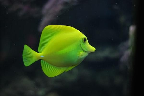 Bazı balıklar, okyanus akıntısı tarafından süpürülmekten kaçınmak için kendilerini resif dalları arasına yerleştirir.