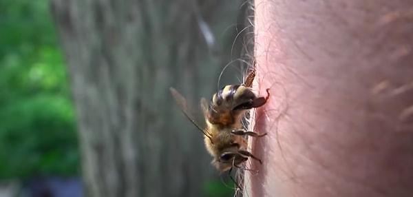 19. Her 53 bin 516 kişiden 1’i Eşek arısı, yaban arısı veya arı sokması sonucunda ölüyor.