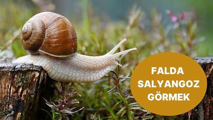 Falda Salyangoz Görmek Ne Anlama Gelir? Yakında Bir Hastalık Atlatabilirsiniz!