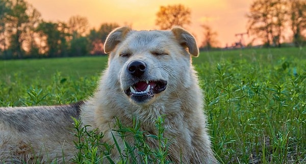 9. Köpekler çok mutlu olduklarında ve heyecanlandıklarında hapşırabilirler. 'Oyun hapşırığı' denilen bu durum ayrıca diğer köpeklere amaçlarının sadece oyun oynamak olduğunu belli ediyor!