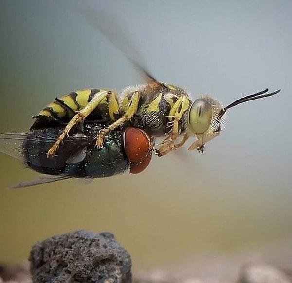 2. Sinek taşıyan bir arı: