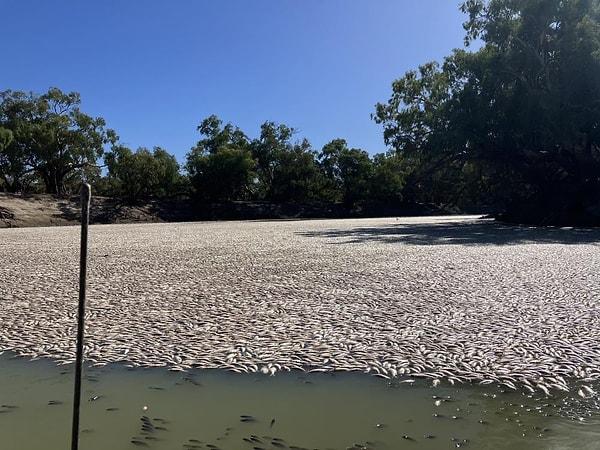 Balık ölümlerine 40 santigrat derecenin üzerine çıkması beklenen yüksek hava sıcaklıklarıyla birlikte sudaki düşük oksijen seviyesinin yol açtığı ifade edildi. Yetkililere göre toplu balık ölümünün boyutu, 2018 ve 2019'daki balık ölümlerini gölgede bıraktı. NSW Birincil Endüstriler Departmanı (DPI) tarafından yapılan açıklamada, balık sağlığına yönelik risklerin değerlendirilmesine devam edileceği ifade edildi.