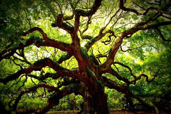 Falda Köklü Ağaç Görmek Ne Anlama Gelir?