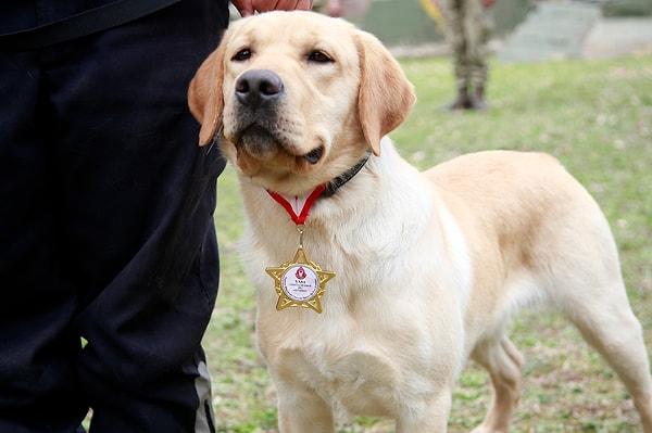TSK DAK Taburu, 8 köpekle deprem bölgesindeki çalışmalarına devam ederken, ilk görev yerinden başarı ile dönen ve madalyasını alan arama köpeklerinden biri de 11 aylık Labrador Retriever cinsi ‘Yasa’ydı.