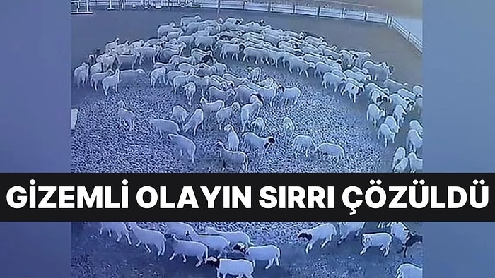 On İki Gün Boyunca Hiç Durmadan Dönen Koyunların Sırrı Çözüldü