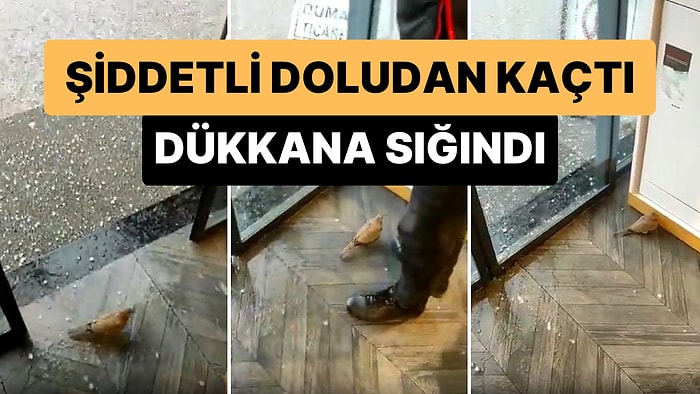 Dolu Yağışından Korunmak İçin Kapıya Gelen Kuşu 'Aha Kuşu da Alalım' Diyerek İçeri Alan Güzel İnsanlar