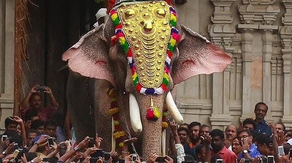 14. Hindistan'ın en uzun fili olduğu için esir tutulan Thechikkottukavu Ramachandran isimli 58 yaşındaki bu fil, hayatı boyunca 13 kişiyi öldürdü.