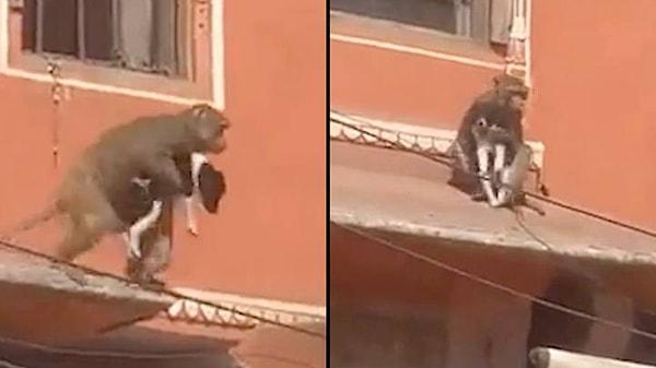Hindistan'da bir maymun ile yavru köpeğin görüntüleri sosyal medyada gündem oldu.